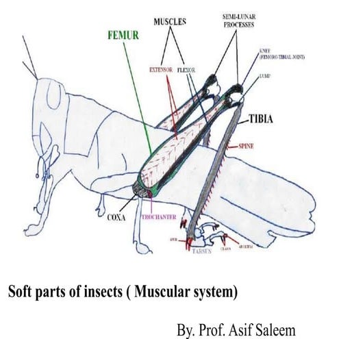 MUSCULAR_SYSTEM of insects and it's structure pptx