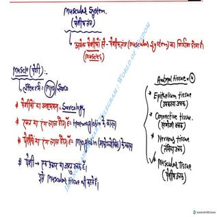 Muscular System 2025 Batch - Irfanullah Mehar -- World of Wisdom.pdf