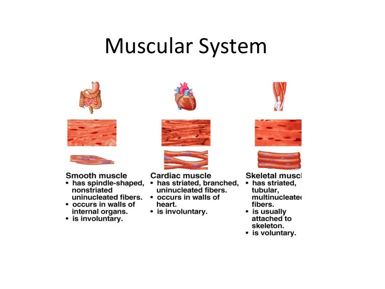 Muscular system day 1