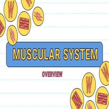 Muscular System Educational Presentation  in Blue Yellow Pink handdrawn style...