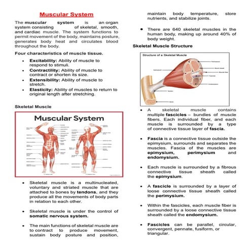 The anatomy and Physiology of the Muscular System .pdf