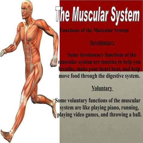 Muscular System Ppt