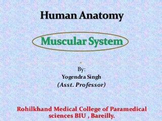 'muscular system' on SlideShare