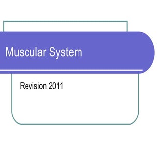 Muscular System Revision