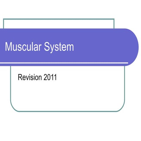 Muscular System Revision