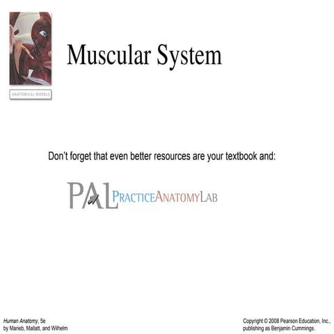 Muscular System Updated that includes detailed slides of the muscles | PPT