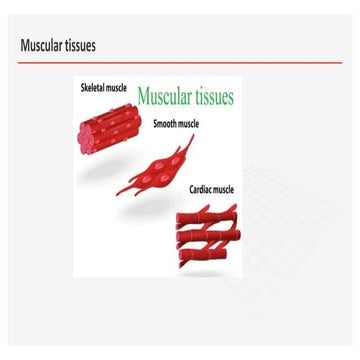 INVOLUNTARY MUSCLES | PPTX