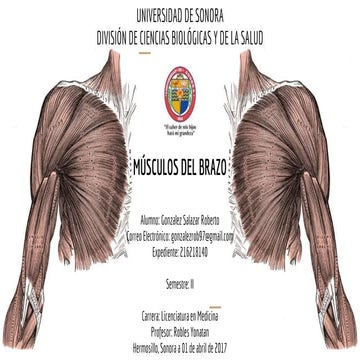 Musculatura del brazo - NTIC