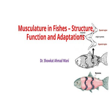 Musculature in Fishes. A lecture for B.Sc Students.pptx