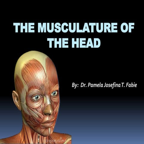 Musculature of head