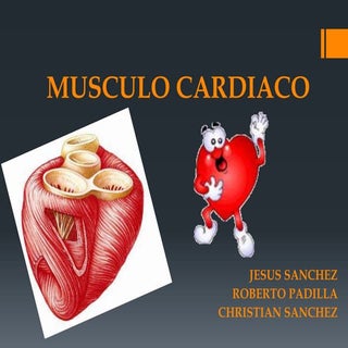 Musculo cardiaco  histologia 