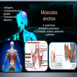 Musculos anatomia
