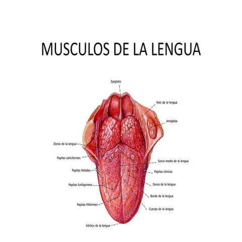 musculos-de-la-lengua-pptx