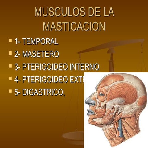 Musculos de la masticacion | PPT