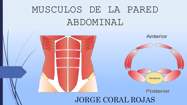 Musculos de la pared abdominal anatomia