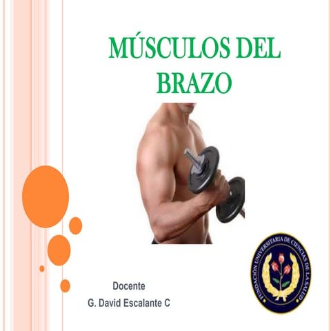 Musculos del brazo