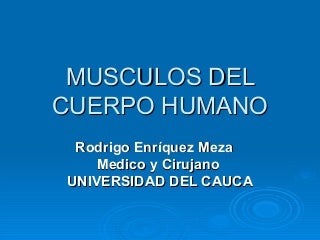 Musculos del cuerpo humano Musculos del cuerpo humano