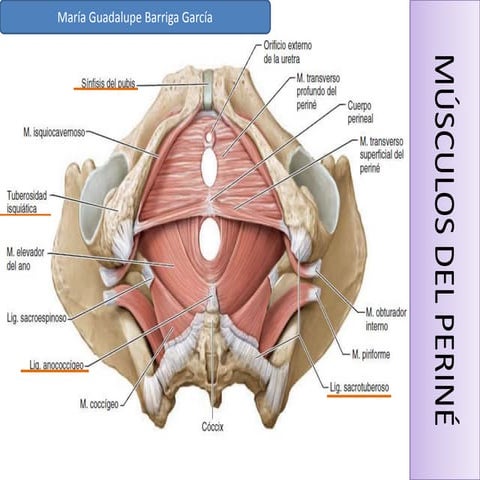 ANATOMIA DEL APARATO REPRODUCTOR FEMENINO (1).pdf