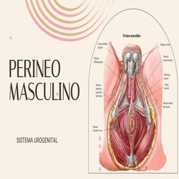 Anatomía de la Región Perineal | PPTX