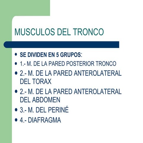 Musculos del tronco