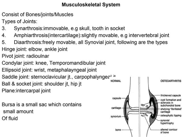 Musculoskeletal