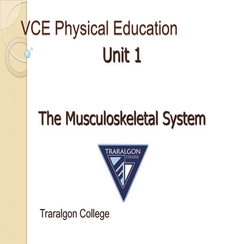 Musculoskeletal system