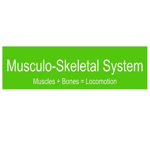 Musculoskeletal system