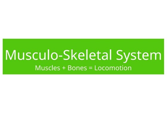 what joints are in a chicken wing