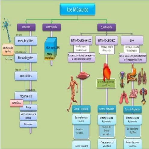 Musculos mapa | PDF