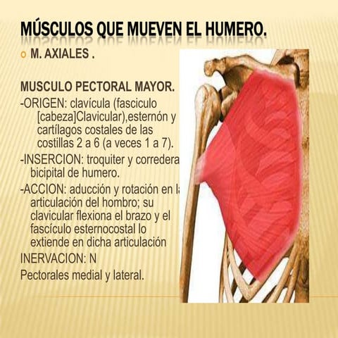 Musculos que mueven el humero