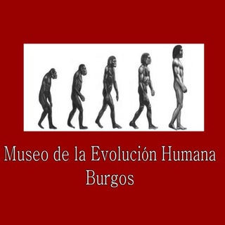 Museo de la Evolución Humana (Burgos)