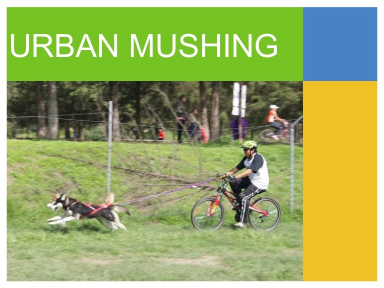 triciclo mushing