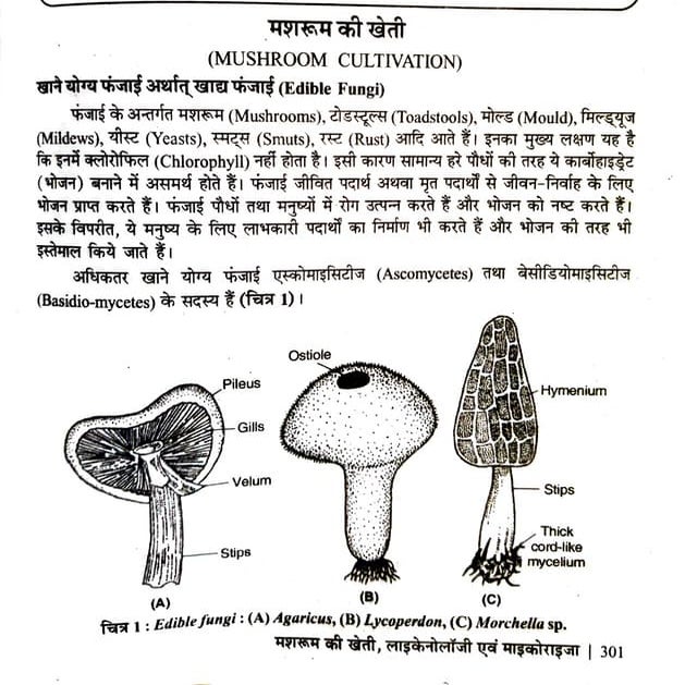 mushroom :🍄 :cultivation all about growing it | PDF