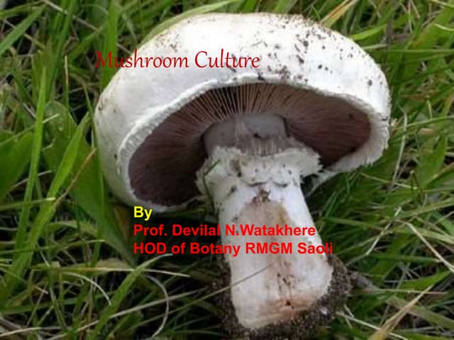 Mushroom culture lecture