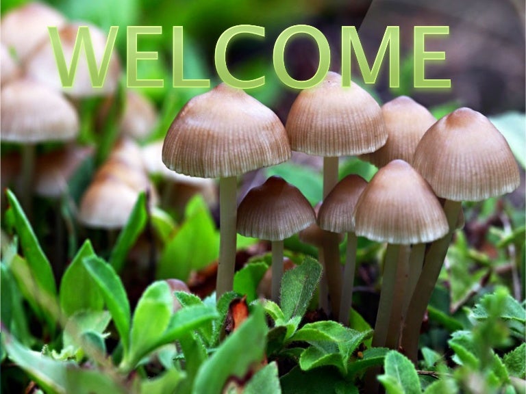 Why Is The Tip Of A Pp Mushroom Shaped