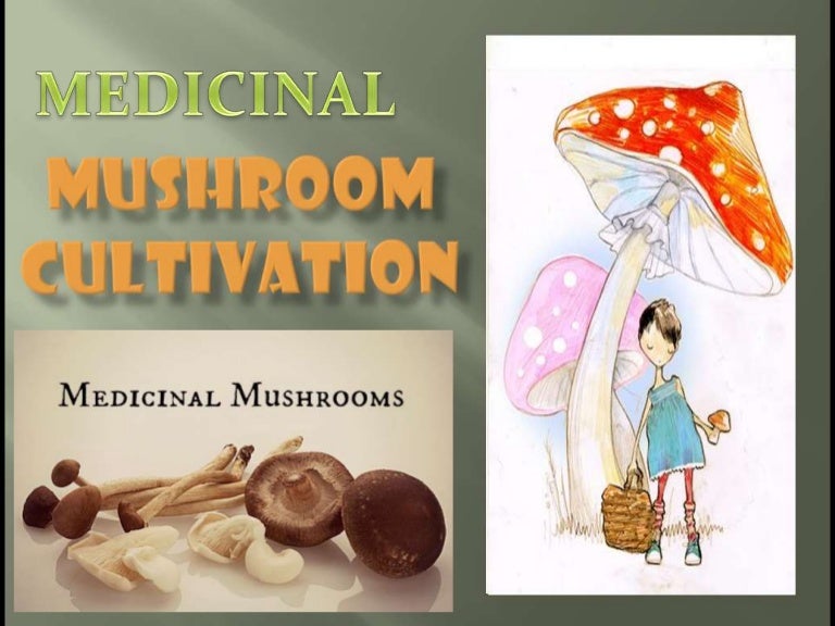 Medicinal Mushroom Cultivation