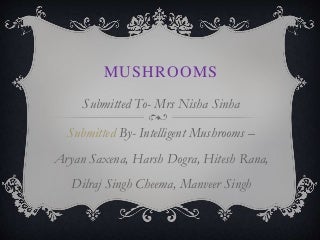 Enhance Your Psychedelic Mushroom Spores For Sale With These Tips