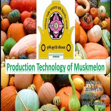 Muskmelon