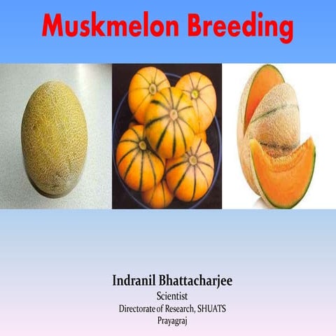 Muskmelon breeding