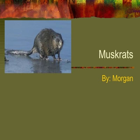 Muskrats by Morgan