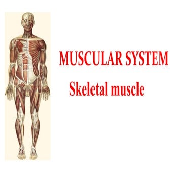 muskular system anatomy.pptx