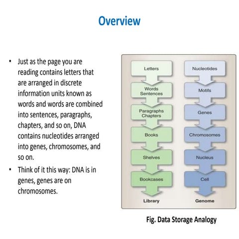 Mutation, repair, recombination