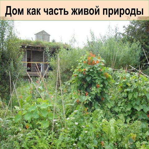 Перемакультура. Арбоскульптура. Дом как часть живой природы.