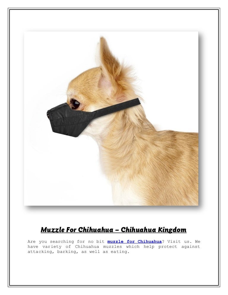 Muzzle For Chihuahua Chihuahua Kingdom