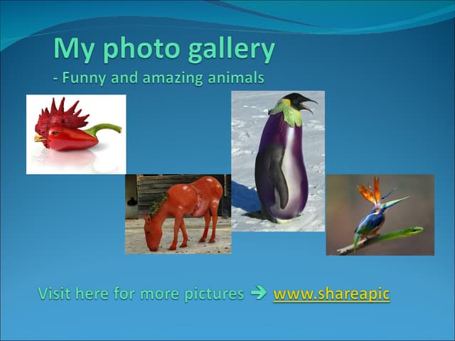 My Photo Gallery - Funny And Amazin...