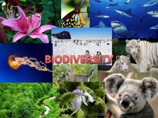 PPT OF BIODIVERSITY