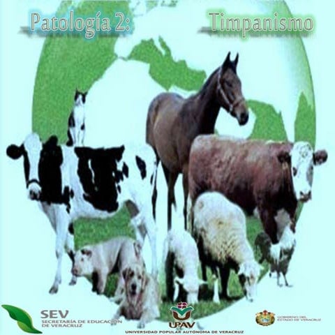 Timpanismo en bovinos fisiopatologia y lesiones | PDF