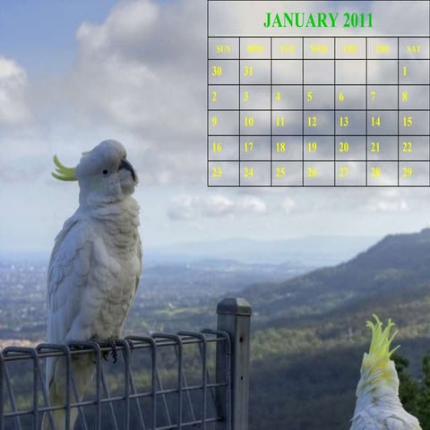 Wild Animals Calendar 2011