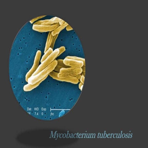 Mycobacterium tuberculosis