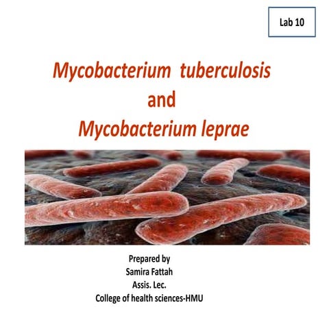 Mycobacterium  tuberculosis